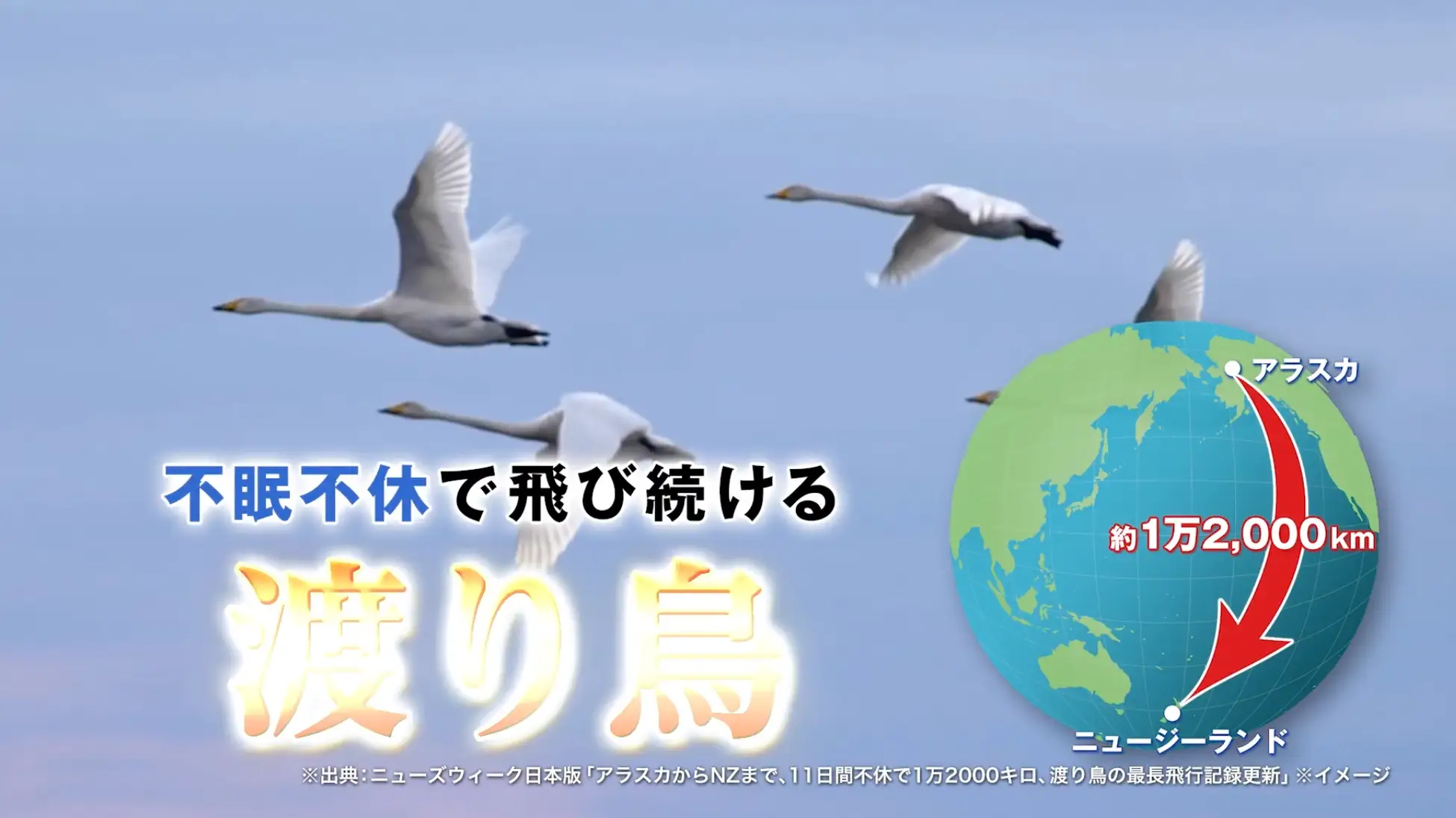 不眠不休で飛び続ける渡り鳥にはイミダゾールジペプチドが豊富