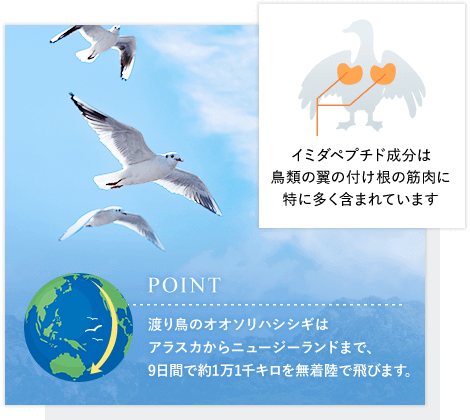 日本予防医薬株式会社 イミダゾールジペプチドは鳥類の翼の付け根の筋肉に特に多く含まれています POINT渡り鳥のオオソリハシシギはアラスカからニュージーランドまで、9日間で約1万1千キロを無着陸で飛びます。