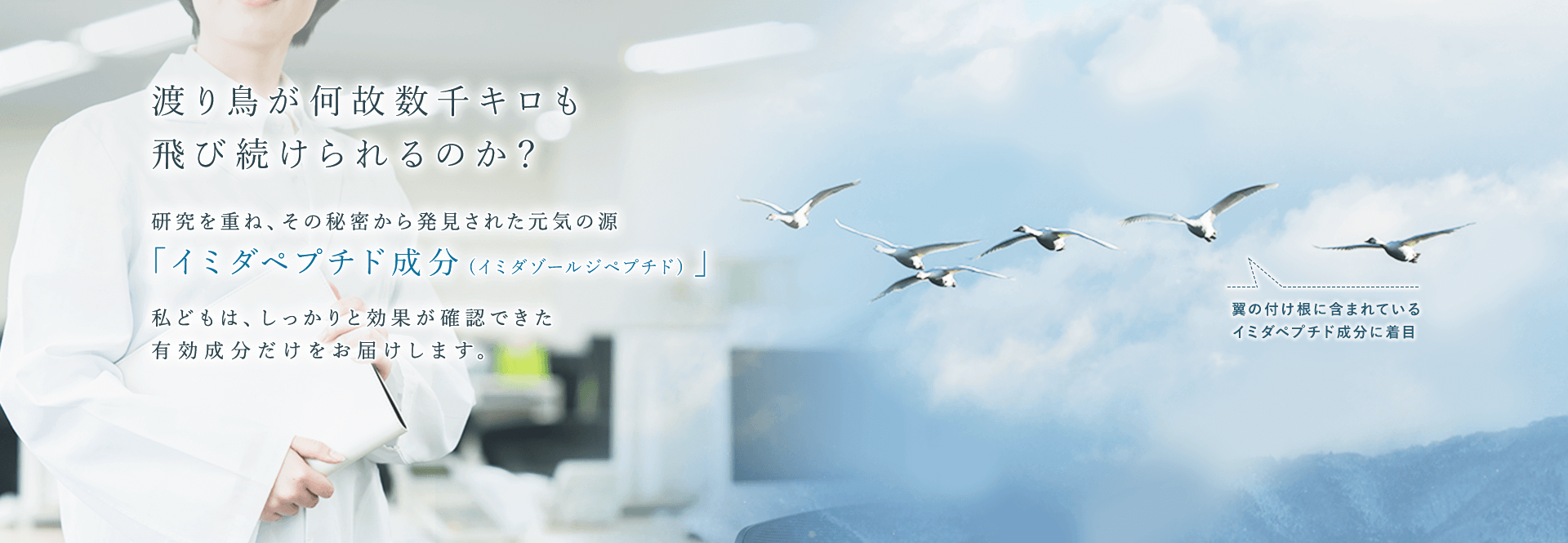 日本予防医薬株式会社 渡り鳥が何故数千キロも飛び続けられるのか？研究を重ね、その秘密から発見された元気の源「イミダペプチド成分（イミダゾールジペプチド）」私どもは、しっかりと効果が確認できた有効成分だけをお届けします。翼の付け根に含まれているイミダペプチド成分（イミダゾールジペプチド）に着目